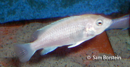 Labidochromis chisumulae female