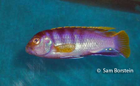 Labidochromis sp. "Mbamba"