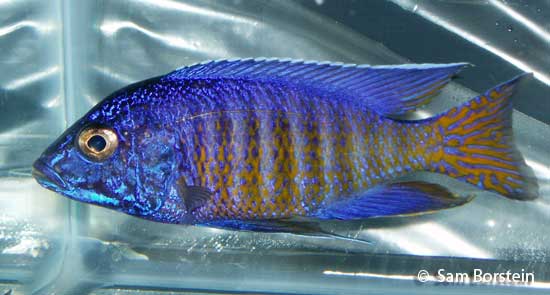 flametail peacock cichlid