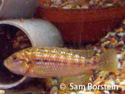 Labidochromis joanjohnsonae Female Holding