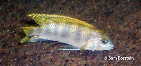 Labidochromis sp. "pearlmutt" Male
