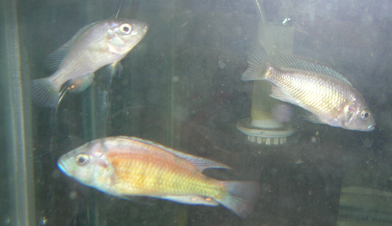 Haplochromis sp. "35"