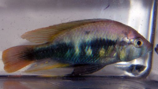Haplochromis sp. "blue fire fin"