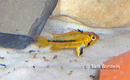 Apistogramm cacatuoides female and fry