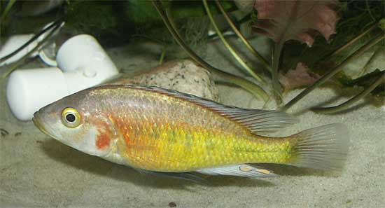 Cleptochromis parvidens "Red"