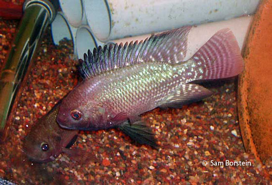 Oreochromis niloticus baringoensis